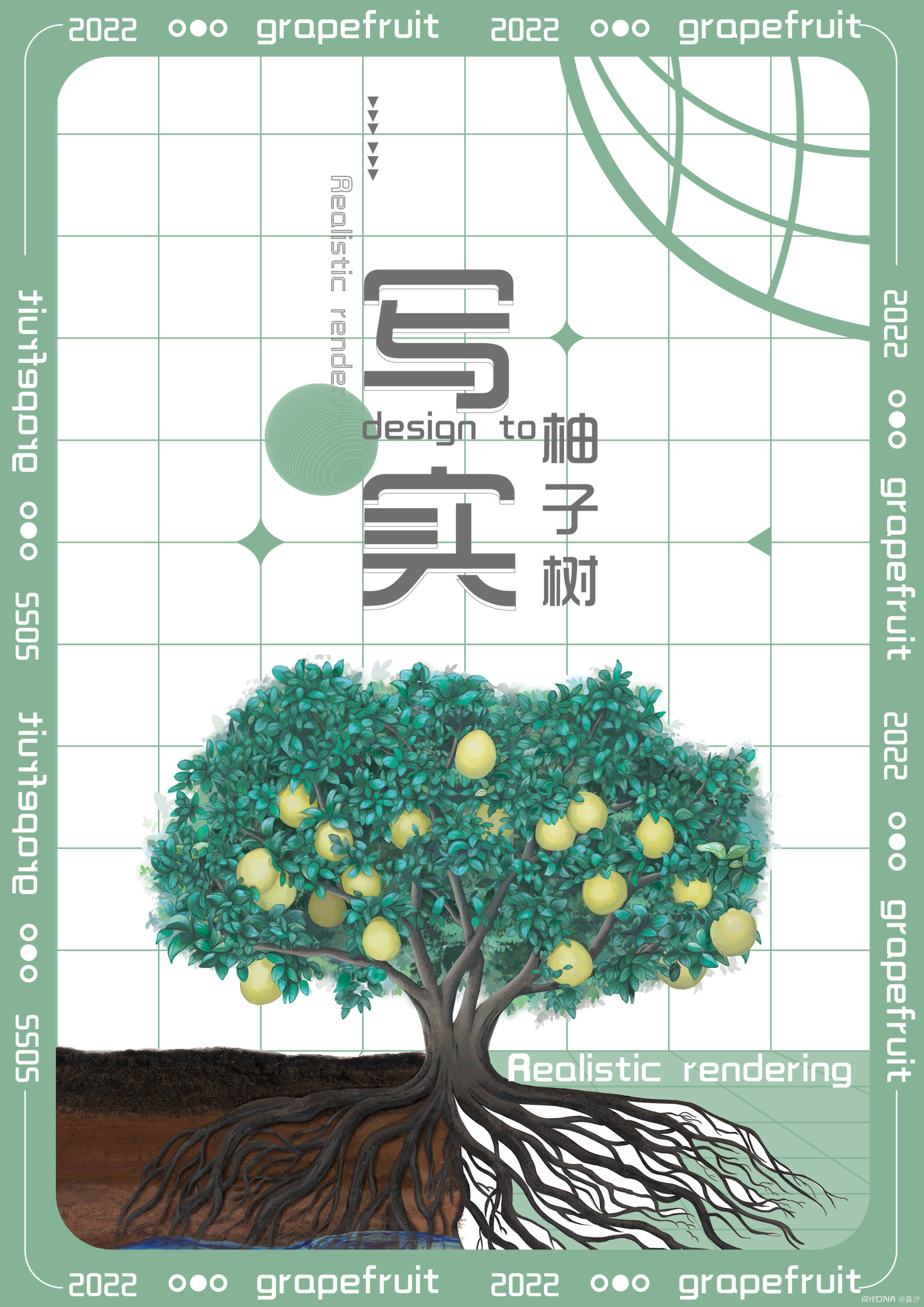 写实柚子树 图1
