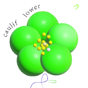 是菜花啊